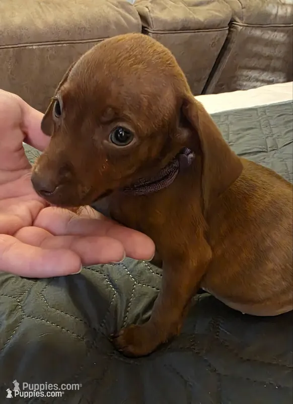 J-purple – Miniature Pinscher puppy for sale in Taneytown, MD