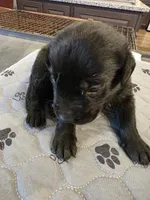 L-red, a male Labrador Retriever for sale in Taneytown, MD – 2 of 4