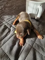 J-yellow, a female Miniature Pinscher for sale in Taneytown, MD – 5 of 6
