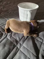 J-purple, a female Miniature Pinscher for sale in Taneytown, MD – 2 of 8