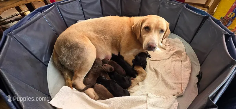 Puppies – Labrador Retriever puppy for sale in Taneytown, MD