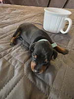 G-light blue, a male Miniature Pinscher for sale in Taneytown, MD – 3 of 8