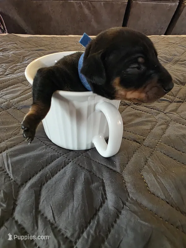 G-dk blue – Miniature Pinscher puppy for sale in Taneytown, MD