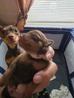 Puppies, a male Miniature Pinscher for sale in Taneytown, MD – 8 of 9