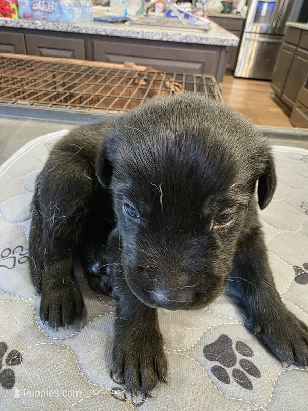 L-red – Labrador Retriever puppy for sale in Taneytown, MD