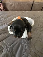 R-Orange, a female Miniature Pinscher for sale in Taneytown, MD – 7 of 7
