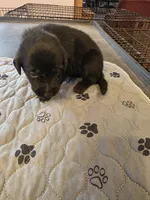 L-Pink, a female Labrador Retriever for sale in Taneytown, MD – 4 of 4