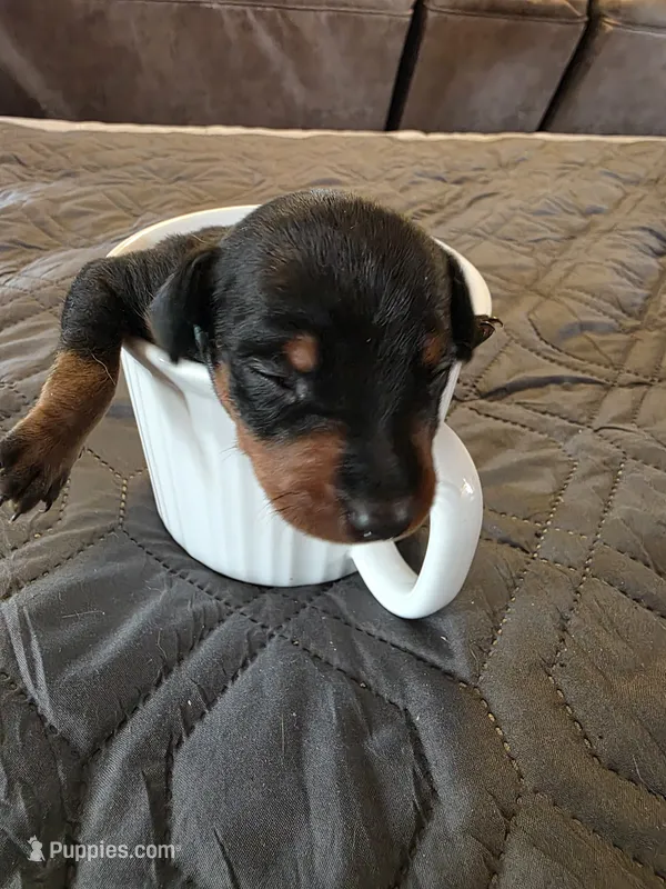 G-light blue – Miniature Pinscher puppy for sale in Taneytown, MD