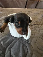 G-light blue, a male Miniature Pinscher for sale in Taneytown, MD – 1 of 8