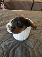 G-Orange, a male Miniature Pinscher for sale in Taneytown, MD – 4 of 4