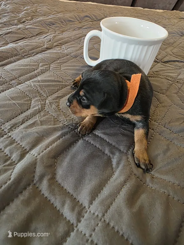 G-Orange – Miniature Pinscher puppy for sale in Taneytown, MD