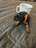 G-Orange, a male Miniature Pinscher for sale in Taneytown, MD – 1 of 4