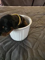 G-yellow, a female Miniature Pinscher for sale in Taneytown, MD – 2 of 4