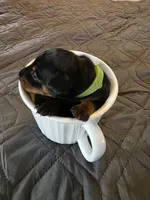 G-Green , a male Miniature Pinscher for sale in Taneytown, MD – 2 of 6