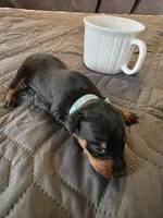 G-light blue, a male Miniature Pinscher for sale in Taneytown, MD – 2 of 8