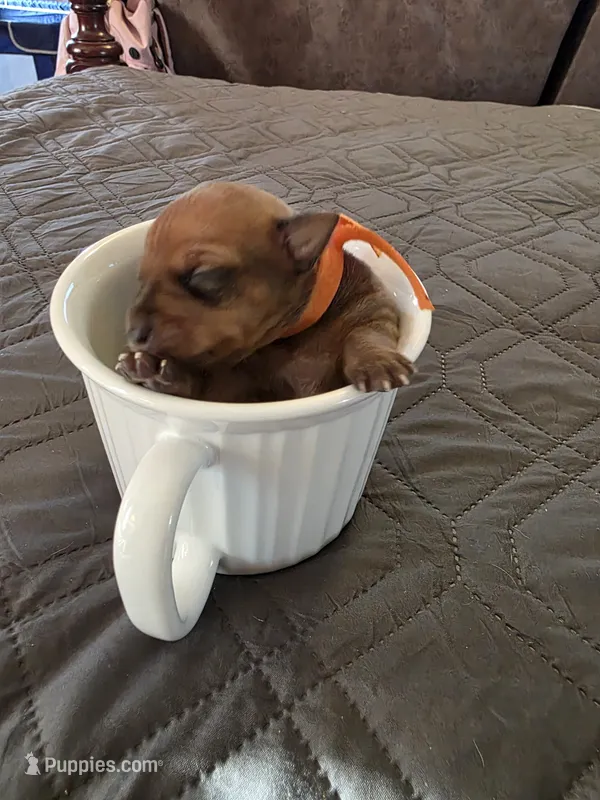 J-Orange  – Miniature Pinscher puppy for sale in Taneytown, MD