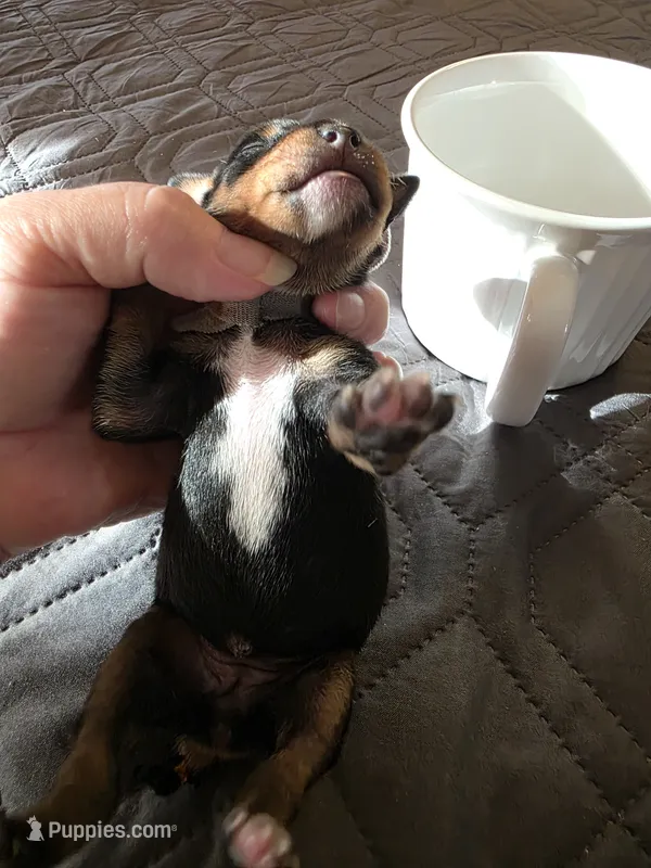 J-Grey – Miniature Pinscher puppy for sale in Taneytown, MD