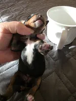 J-Grey, a female Miniature Pinscher for sale in Taneytown, MD – 1 of 8
