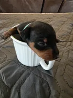 G-light blue, a male Miniature Pinscher for sale in Taneytown, MD – 8 of 8