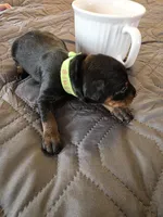G-Green , a male Miniature Pinscher for sale in Taneytown, MD – 6 of 6