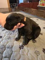 L-Orange, a female Labrador Retriever for sale in Taneytown, MD – 2 of 3