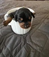 R-Green, a male Miniature Pinscher for sale in Taneytown, MD – 2 of 5