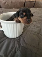 R-Green, a male Miniature Pinscher for sale in Taneytown, MD – 4 of 5