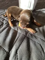 J-yellow, a female Miniature Pinscher for sale in Taneytown, MD – 6 of 6