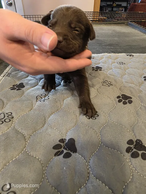 L-green – Labrador Retriever puppy for sale in Taneytown, MD