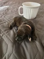 J-pink, a female Miniature Pinscher for sale in Taneytown, MD – 5 of 5