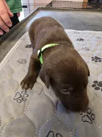 L-green, a male Labrador Retriever for sale in Taneytown, MD – 3 of 4