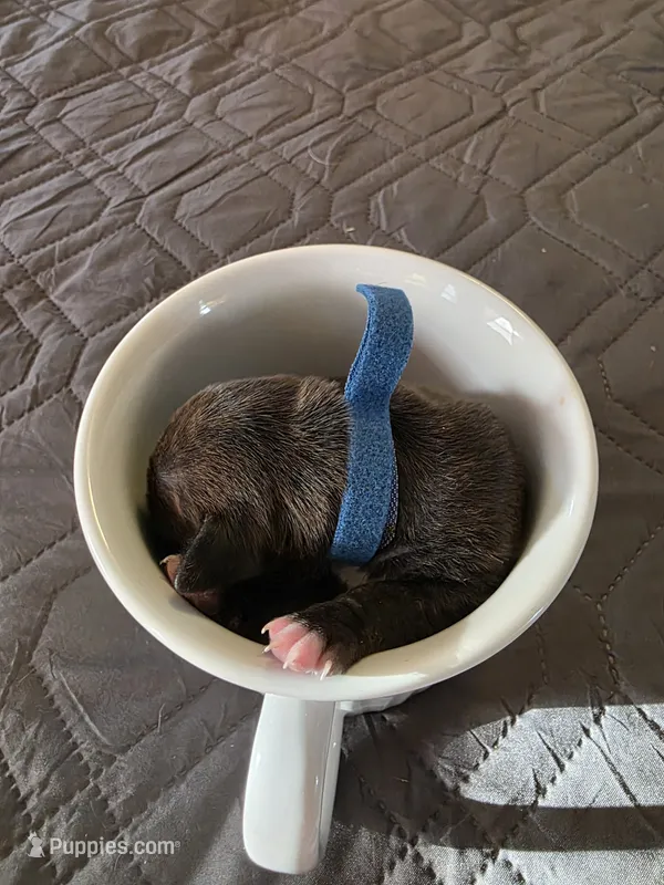 J-dark blue – Miniature Pinscher puppy for sale in Taneytown, MD