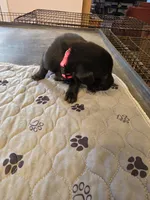L-Pink, a female Labrador Retriever for sale in Taneytown, MD – 1 of 4
