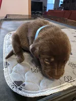 L-blue, a male Labrador Retriever for sale in Taneytown, MD – 2 of 3
