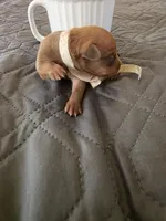 J-white, a female Miniature Pinscher for sale in Taneytown, MD – 6 of 8