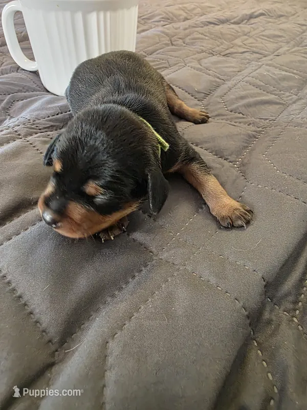 R-Green – Miniature Pinscher puppy for sale in Taneytown, MD