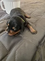 R-Green, a male Miniature Pinscher for sale in Taneytown, MD – 1 of 5