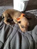 J-Orange , a female Miniature Pinscher for sale in Taneytown, MD – 6 of 6
