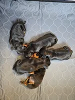 Puppies, a male Miniature Pinscher for sale in Taneytown, MD – 3 of 9