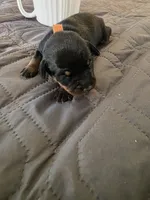 R-Orange, a female Miniature Pinscher for sale in Taneytown, MD – 5 of 7