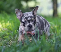 Fern, a male French Bulldog for sale in Millersburg, OH – Photo 3 of 5