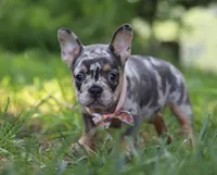 Fern, a male French Bulldog for sale in Millersburg, OH – Photo 5 of 5