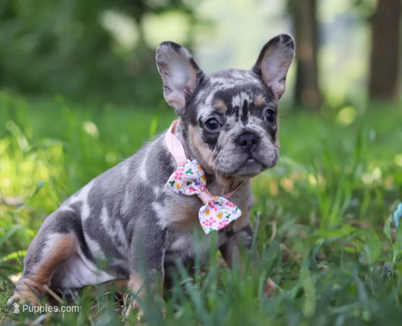 Fern, a male French Bulldog for sale in Millersburg, OH – Photo 1 of 5