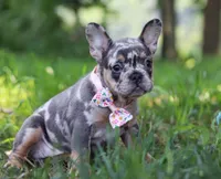 Fern, a male French Bulldog for sale in Millersburg, OH – Photo 1 of 5