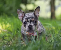 Fern, a male French Bulldog for sale in Millersburg, OH – Photo 4 of 5