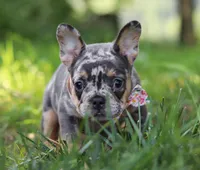 Fern, a male French Bulldog for sale in Millersburg, OH – Photo 2 of 5