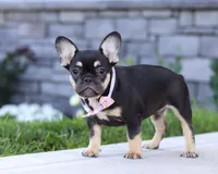 Violet, a female French Bulldog for sale in Millersburg, OH – Photo 4 of 5