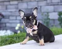 Violet, a female French Bulldog for sale in Millersburg, OH – Photo 5 of 5