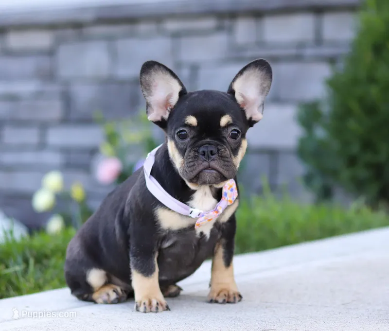 Violet, a female French Bulldog for sale in Millersburg, OH – Photo 1 of 5