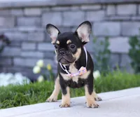 Violet, a female French Bulldog for sale in Millersburg, OH – Photo 2 of 5